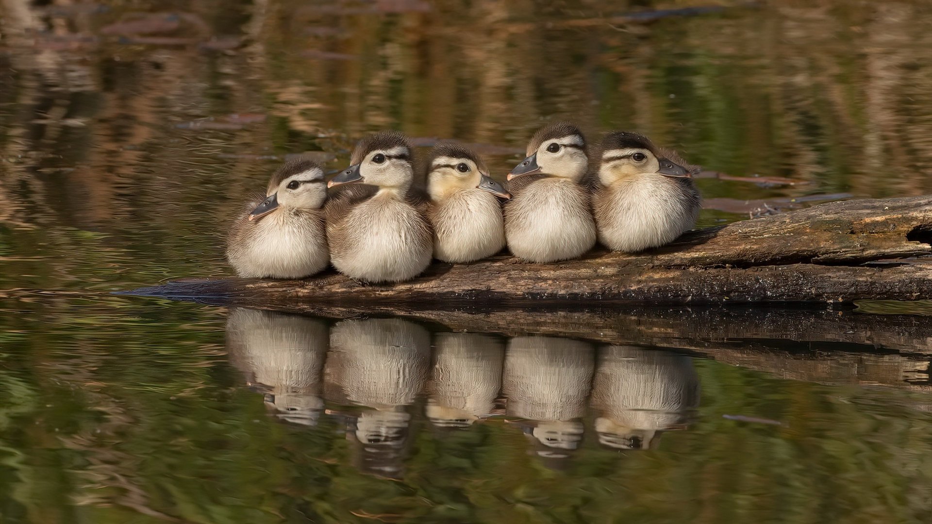 全国青少年“篮球+科技”创新运输“智慧篮”系统,推动青训信息化升级