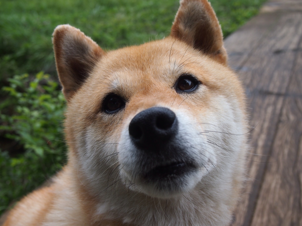 史上最年轻的欧冠“射手王”是谁?,欧洲最年轻的球员