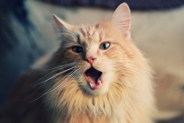 德甲赛季分析报告:战术创新带动比赛精彩,德甲新赛季实力分析