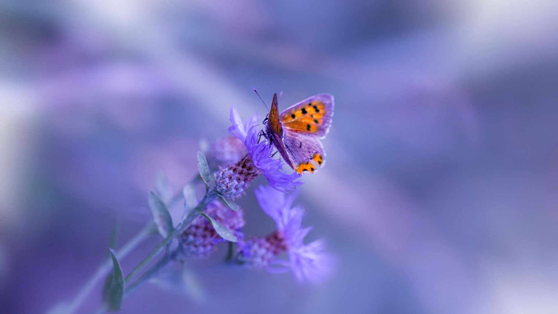 LEYU乐鱼体育官方网站-德甲足球场景智慧化，打造科技足球新体验，足球高科技