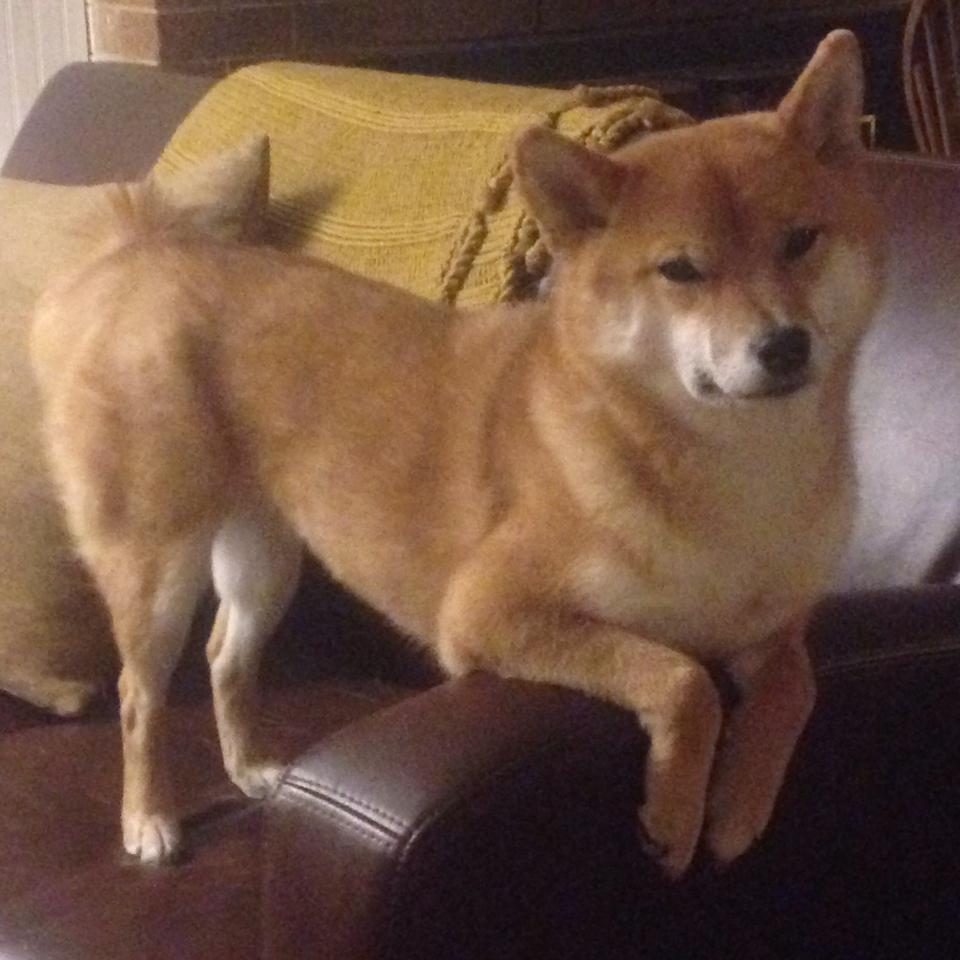 日本奥运队防守稳健,零封对手,日本奥运队员