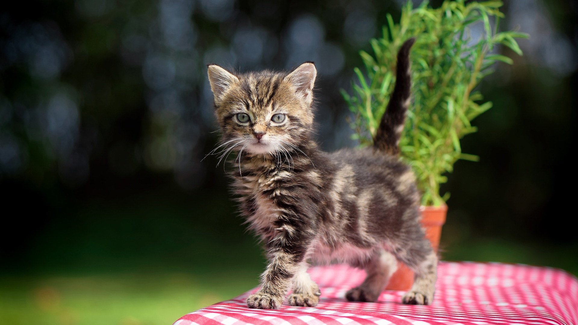 比利时男子排球队在本届奥运会上获得第五名，比利时排球排名