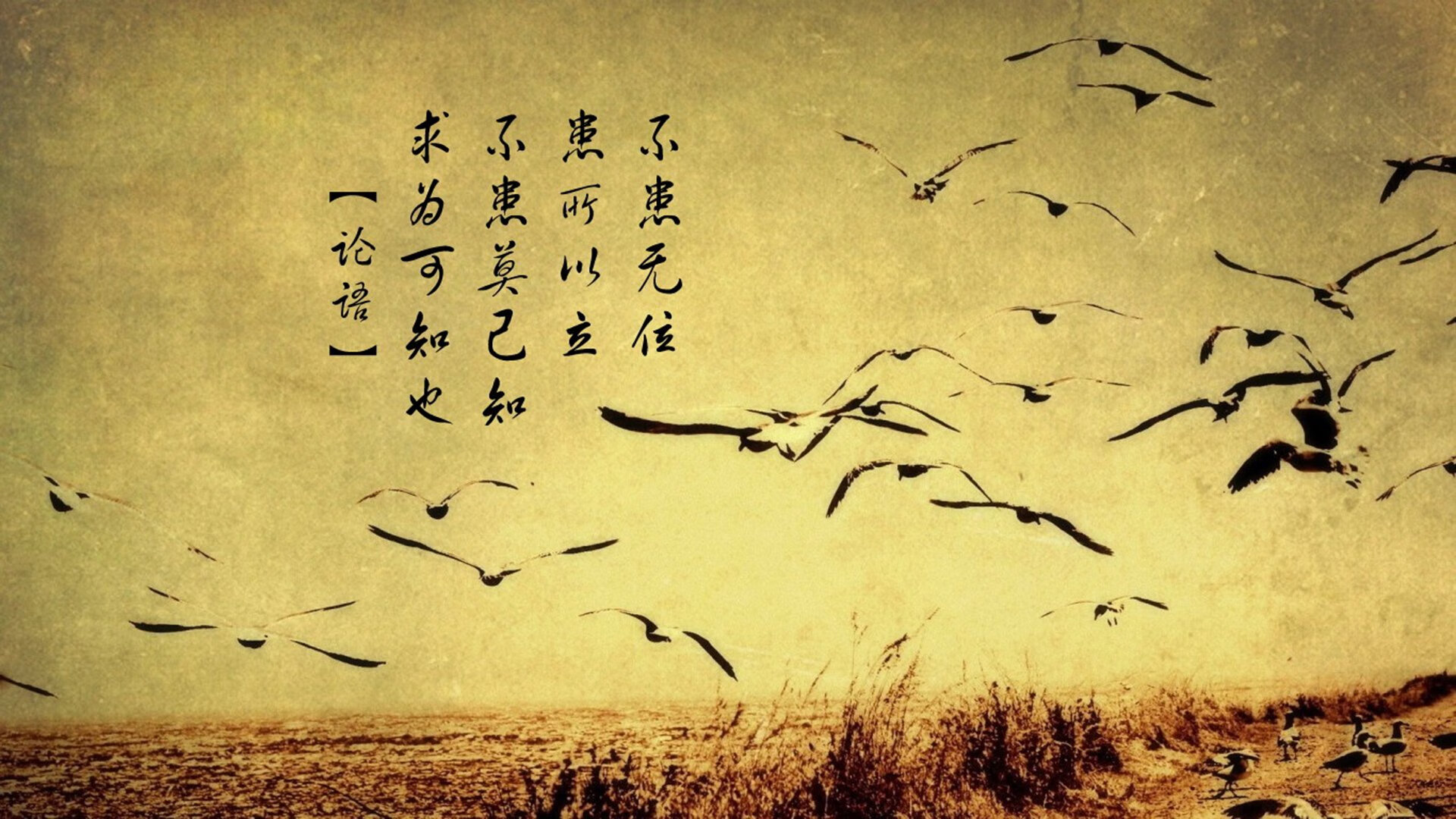 APP下载 LY Sports-特色秋季城市马拉松，绿色环境中的极速奔跑，城市马拉松方案