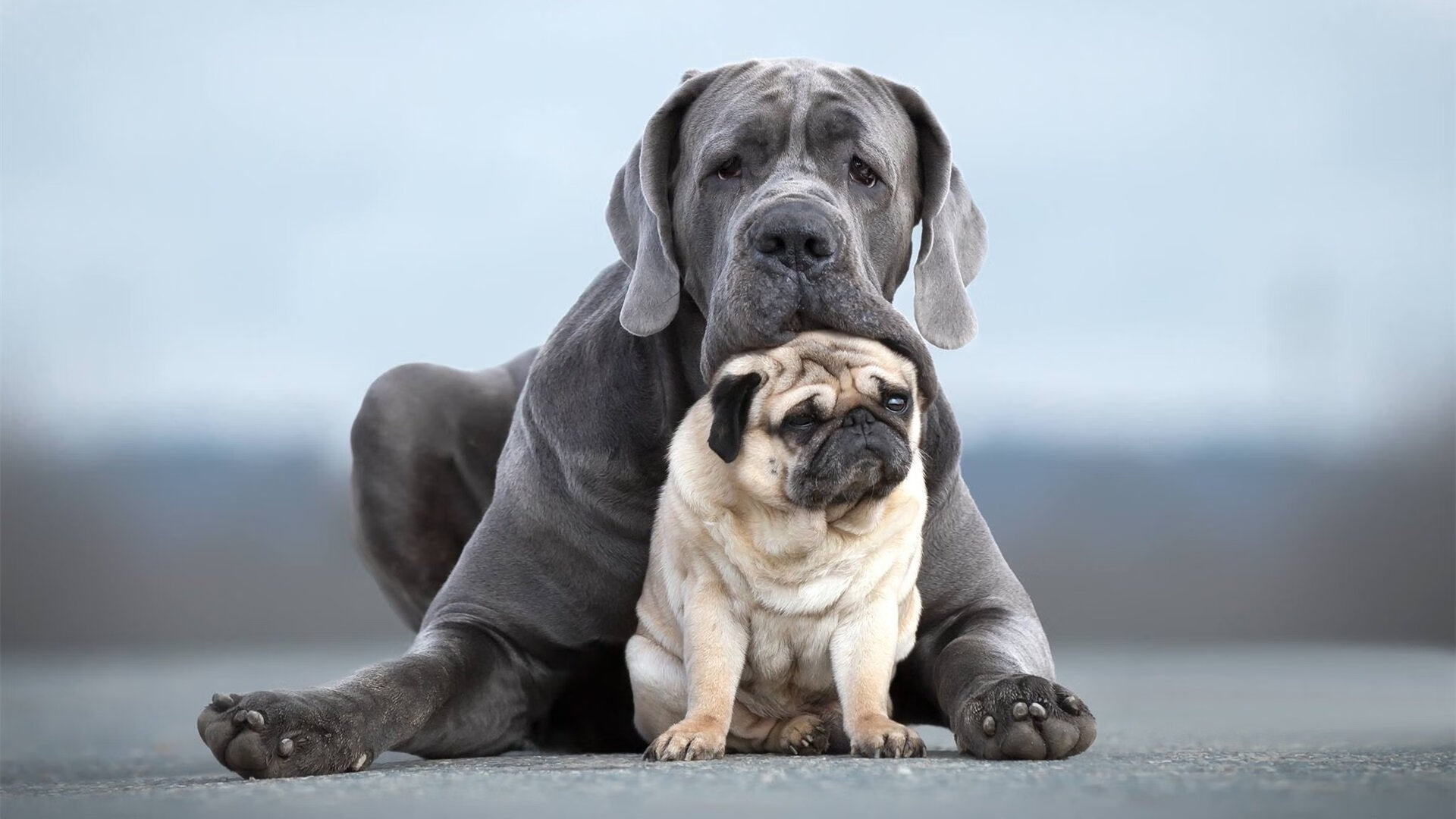 皇室战争“策略王者”全球排名赛火爆开启,皇室战争全球排行榜