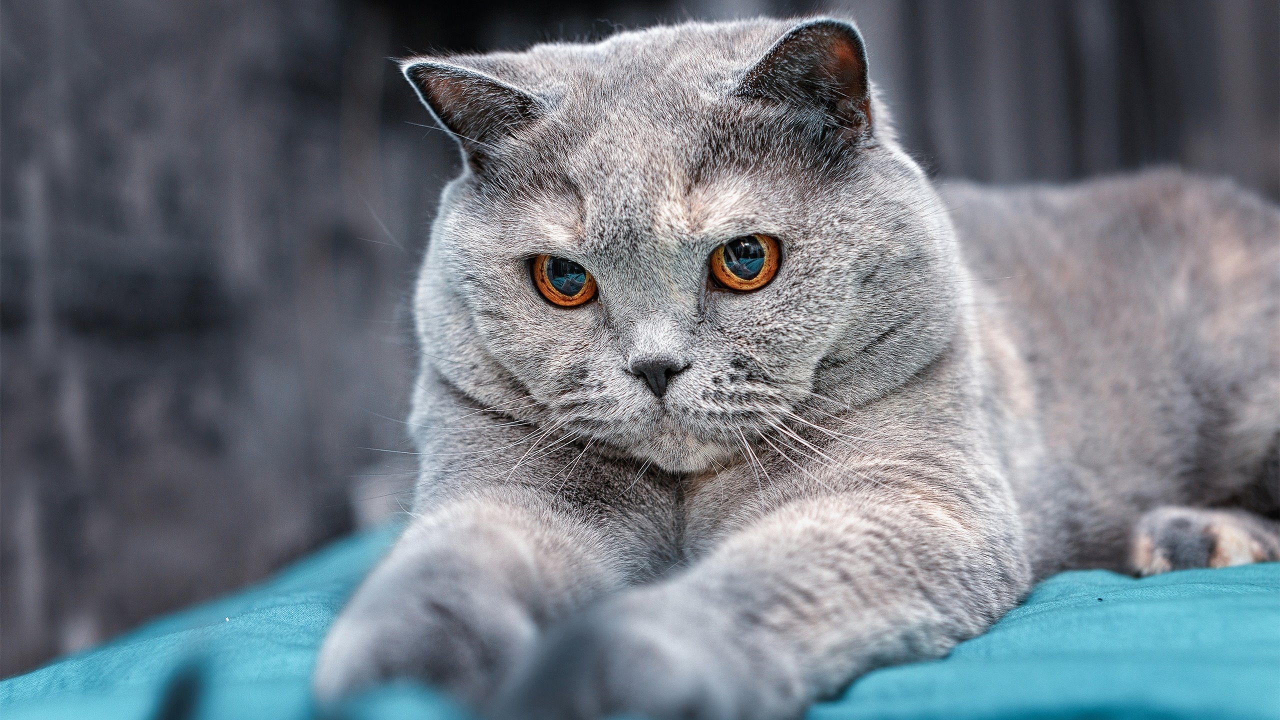 乐鱼电竞-维克托·文班亚马在NBA常规赛中表现亮眼，文班亚马身高