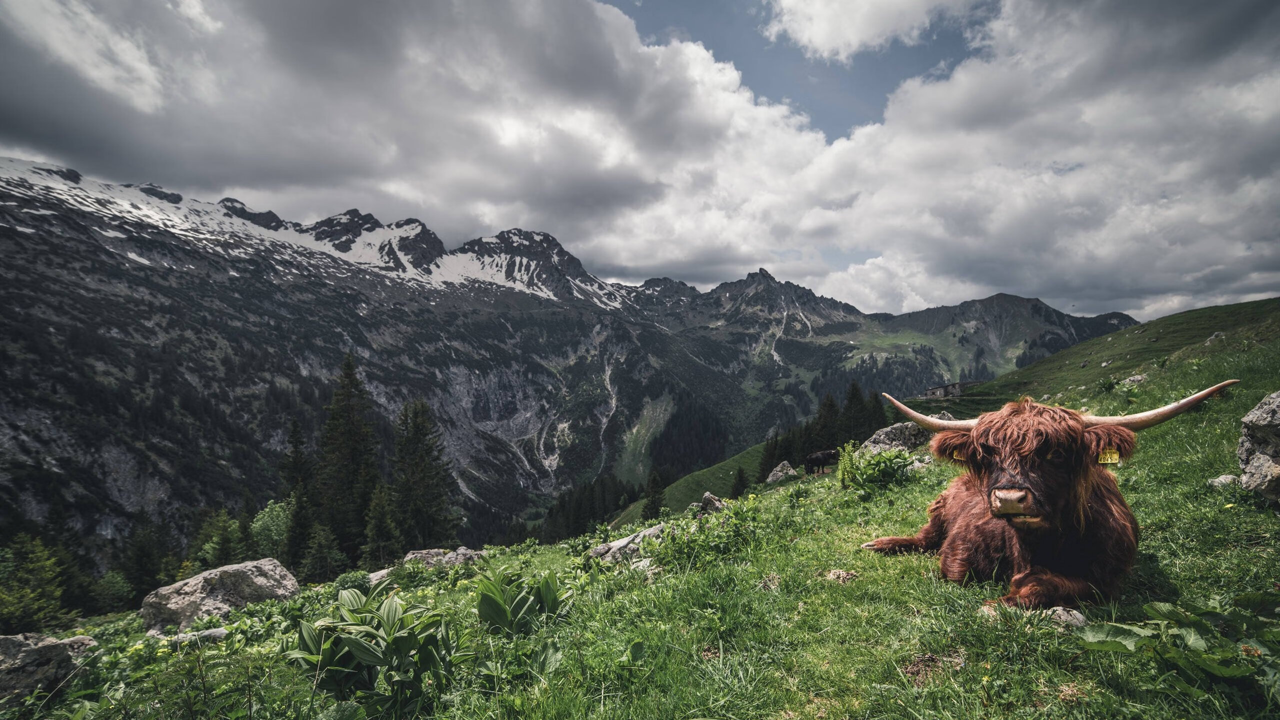 足球社群生态建设进入数字化阶段，足球社群头像