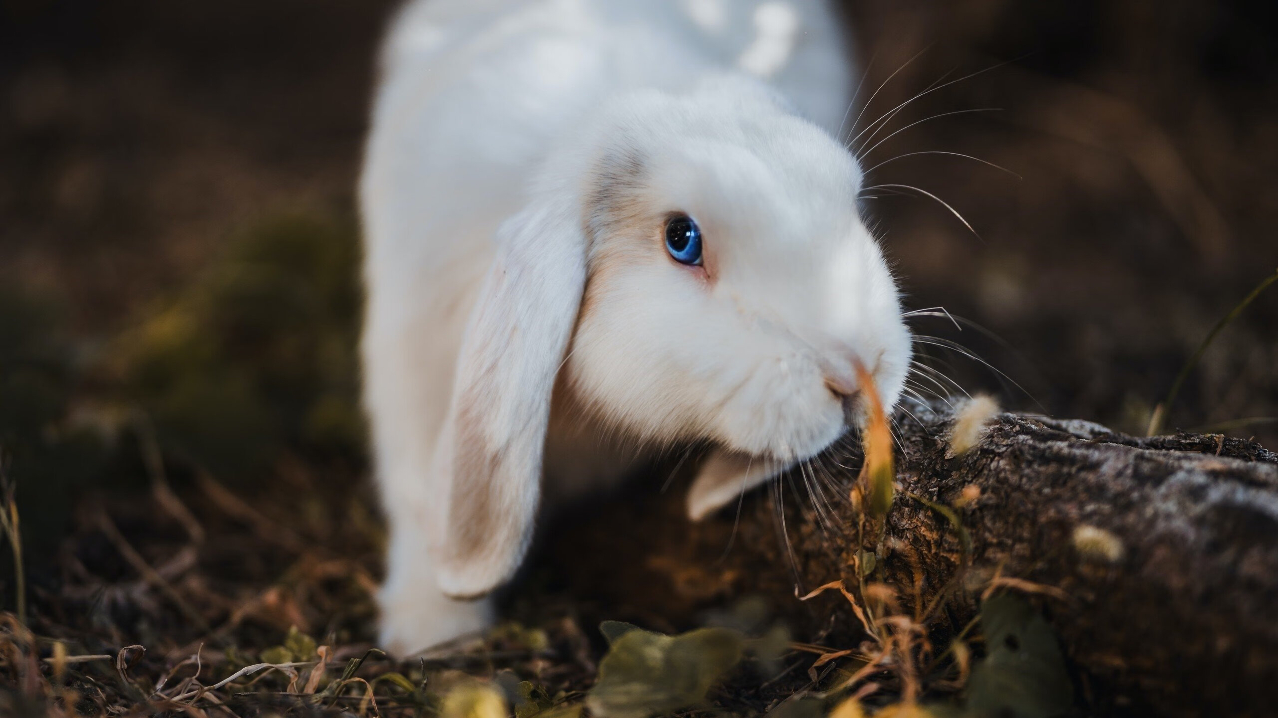 乐鱼体育-墨西哥骑手安德烈斯·阿兹卡拉加在巴黎奥运会上首次亮相，尽管未能晋级，但表现积极。