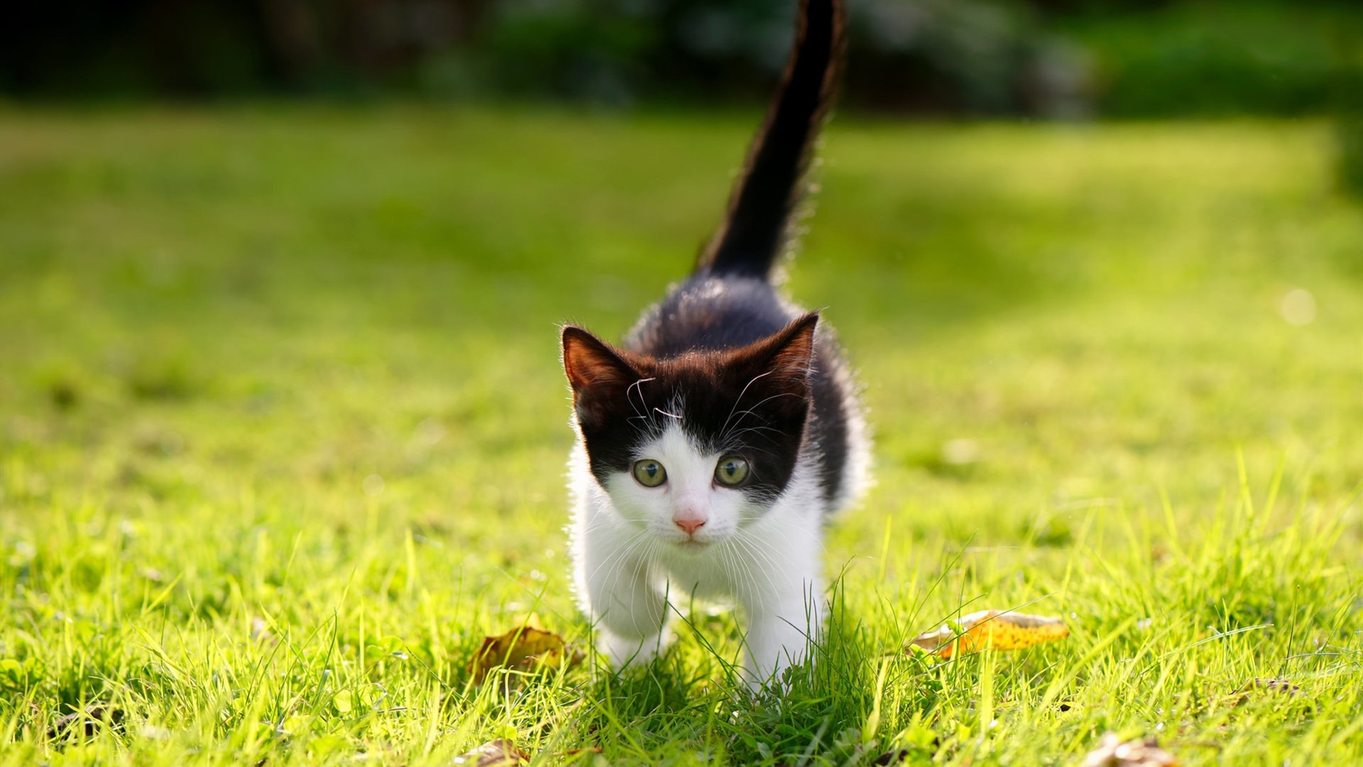 壓倒性控球率傳達出球隊實力和戰術,压倒性含义