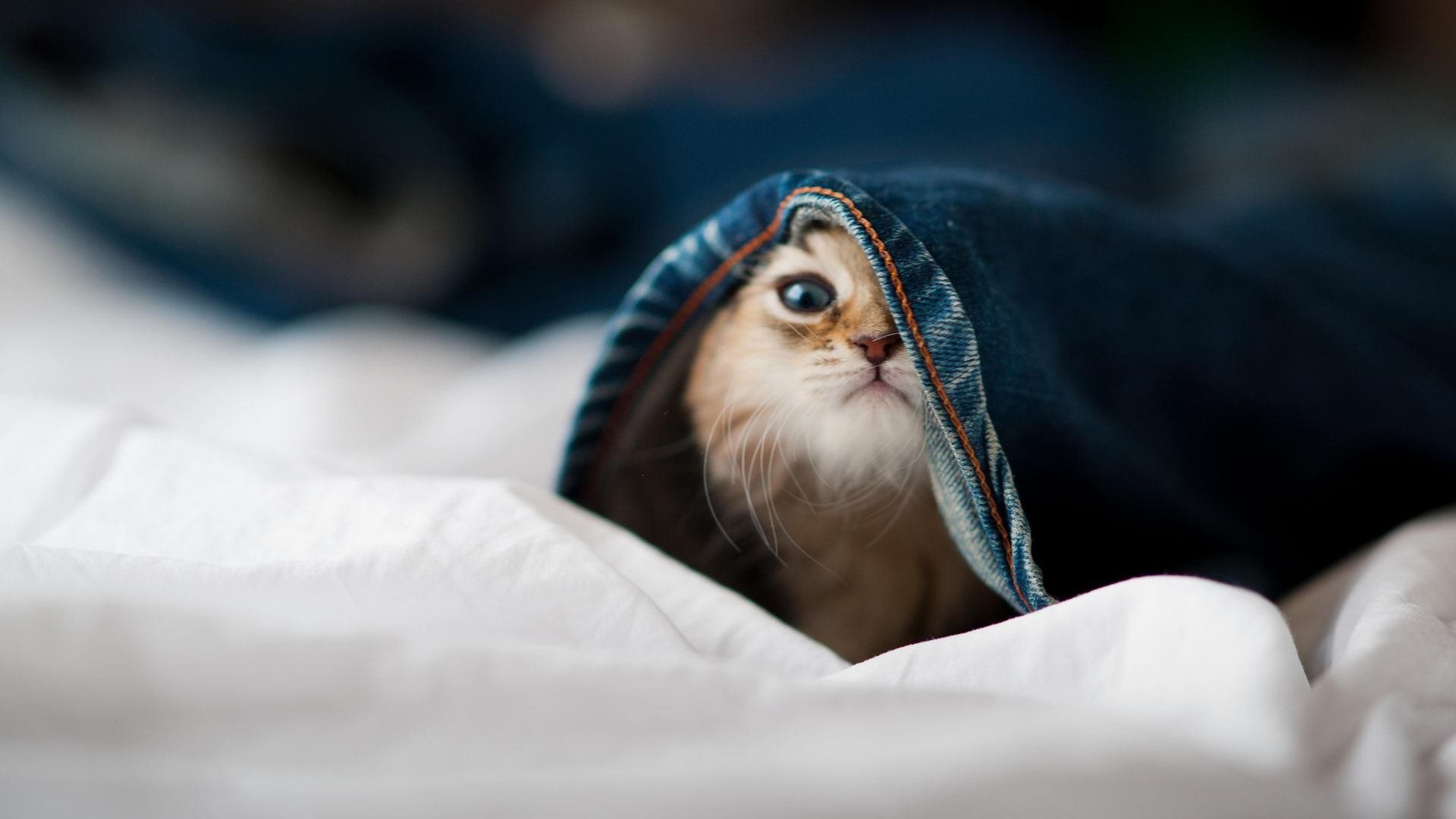 意甲赛场上一场令人难忘的胜利之夜，意甲连胜