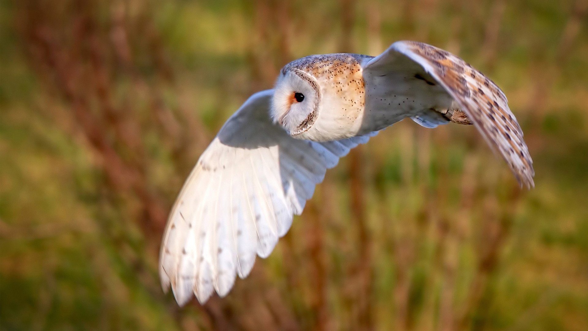 河北华夏幸福队员表现出色,积极备战,河北华夏幸福队前身