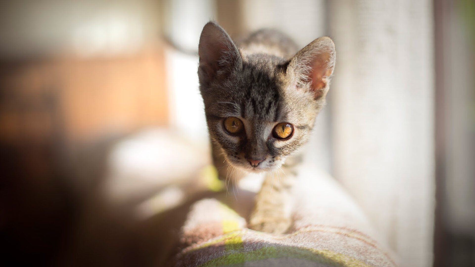 全国青少年趣味投掷大赛点燃运动热情，趣味投掷怎么玩