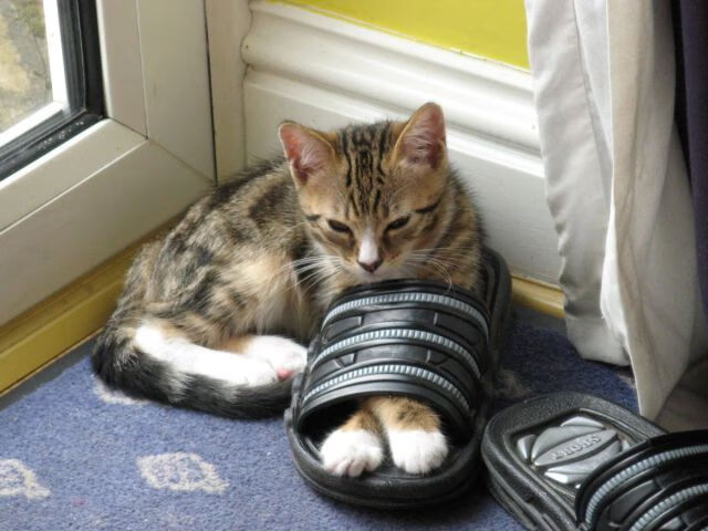 leyu.com-亚冠联赛中国女足出战 球迷热议不断，女足亚洲杯中国队成绩