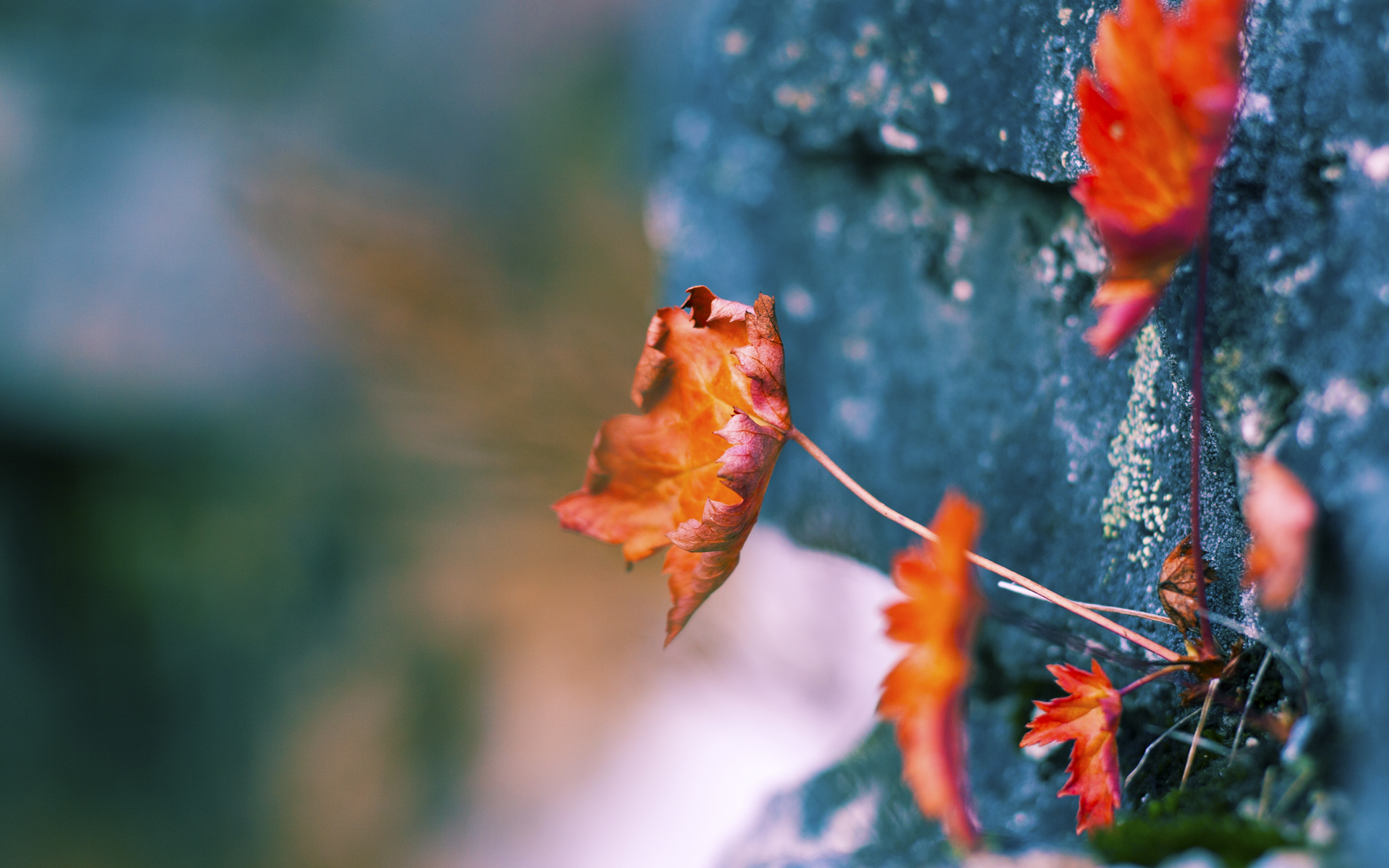 国际奥委会宣布新增四个奥运项目,国际奥委会新闻