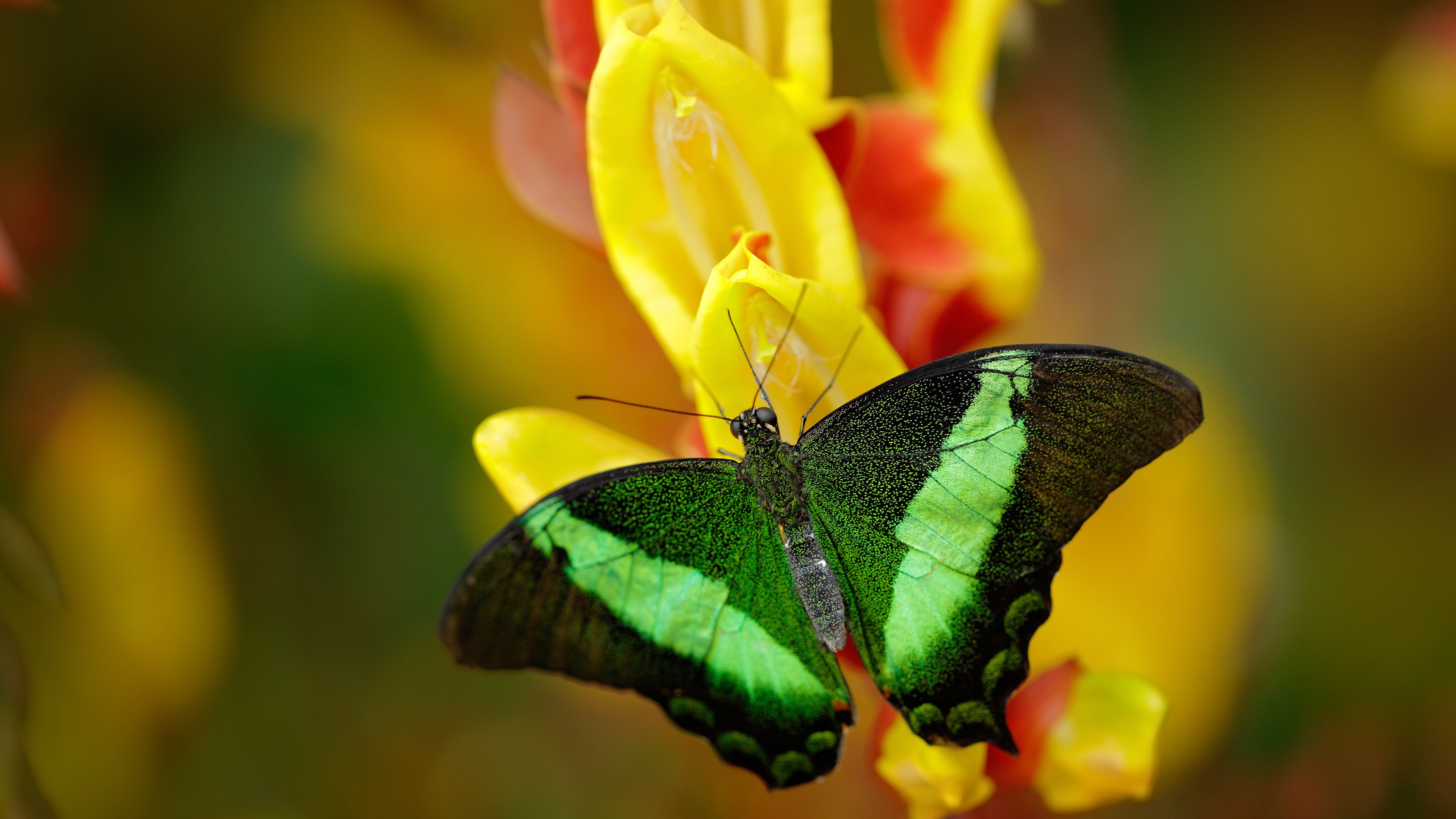 乐鱼vip-辽宁飞豹防守轮转迅速有效压制外围投篮，辽宁飞豹队员名单