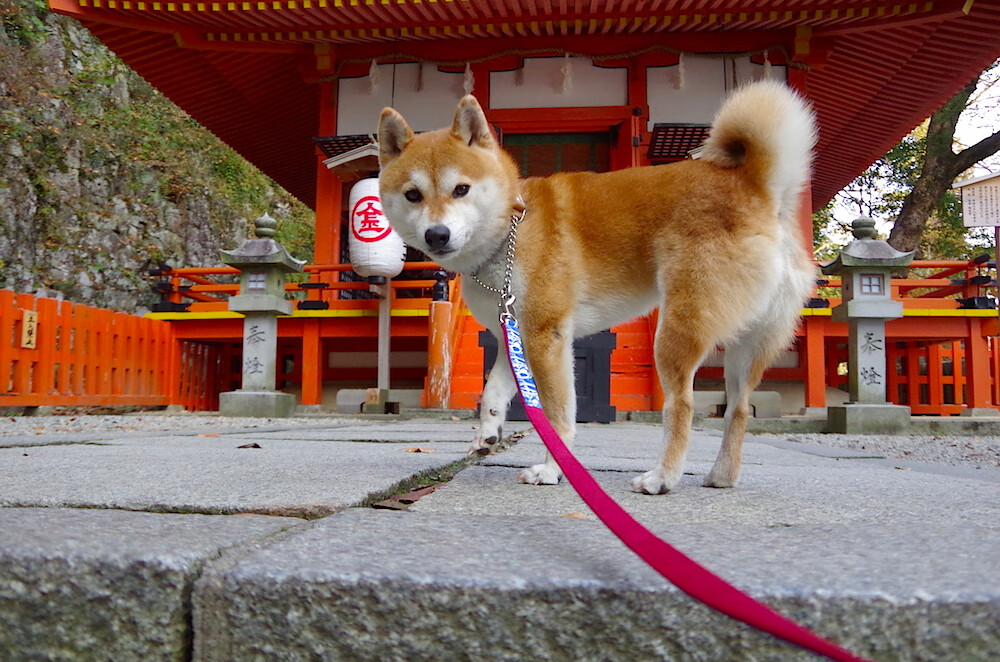 法甲逆境突围:逆风翻盘的经典瞬间,《逆境突袭》
